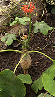 Jatropha podagrica