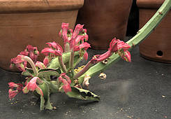 Monadenium coccineum