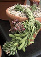 Monadenium stapelioides