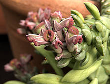 Monadenium stapelioides