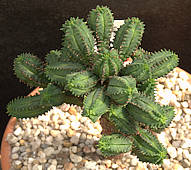 Euphorbia latimammillaris Syn. Euphorbia nesemannii