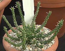 Euphorbia caput-medusae