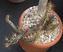 Euphorbia aeruginosa