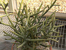 Euphorbia gummifera