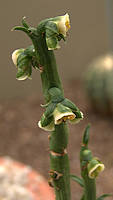 Euphorbia neocrispa