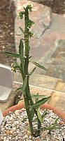 Euphorbia neocrispa