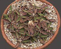 Euphorbia decaryi