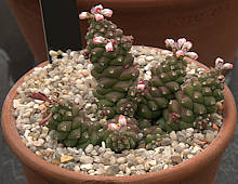 Monadenium ritchiei 