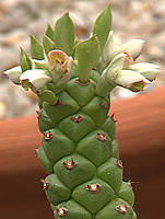 Monadenium heteropodium