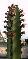 Euphorbia stapfii