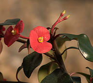 Euphorbia geroldii