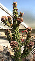 Monadenium schubei purple form