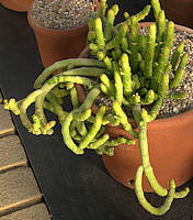 Euphorbia bisellenbeckii