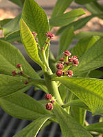 Euphorbia umbellata