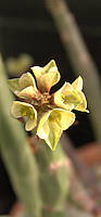 Euphorbia pteroneura