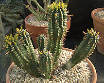 Euphorbia mammilaris
