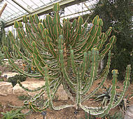 Euphorbia fortissima