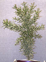 Euphorbia stenoclada