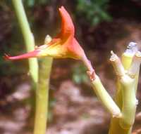 Pedilanthus macrocarpus flower - Phoenix Desert Botanic Garden