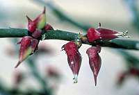 Pedilanthus tithymaloides