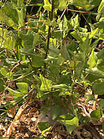 Erythrina herbacea