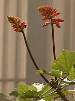 Erythrina humeana