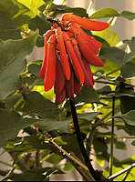 Erythrina humeana