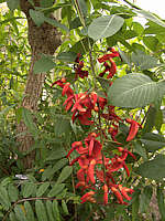 Erythrina crista-galli