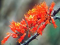 Fouquieria splendens