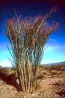 Fouquieria splendens - Ocotillo