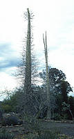 Fouquieria columnaris