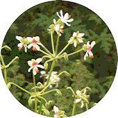 Pelargonium paniculatum