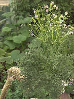 Pelargonium paniculatum