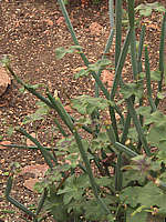 Pelargonium tetragonum