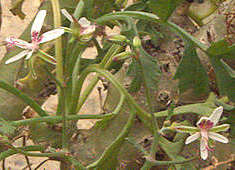 Pelargonium crithmifolium