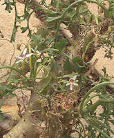 Pelargonium crithmifolium