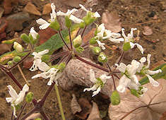 Pelargonium cotyledon