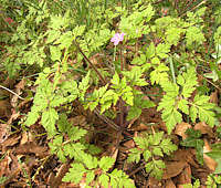 Geranium robertianum