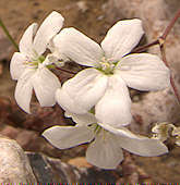 Pelargonium cotyledon