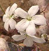 Pelargonium cotyledonis