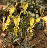 Pelargonium gibbosum