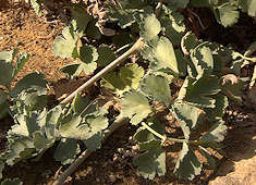 Pelargonium gibbosum