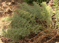 Pelargonium bowkeri