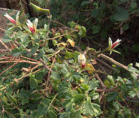 Pelargonium grandicalcaratum