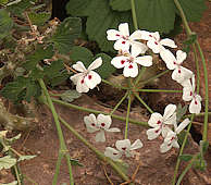 Pelargonium echinatum