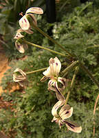 Pelargonium triste