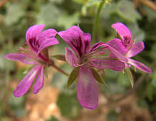 Pelargonium peltatum