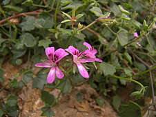 Pelargonium peltatum