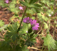 Geranium pyrenaicum