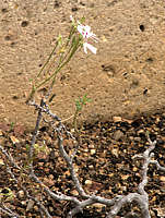 Pelargonium desertorum